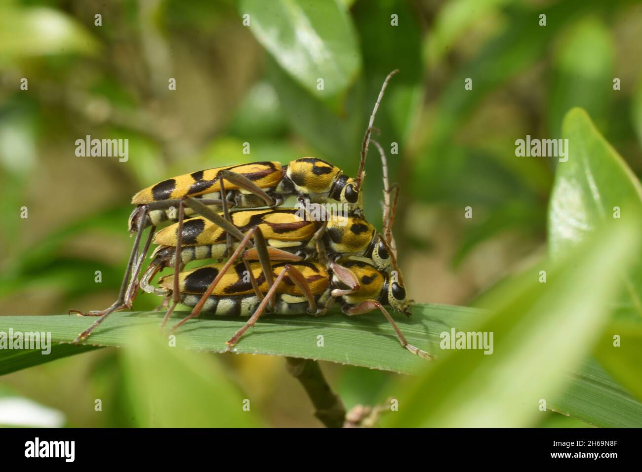 Photo en gros plan de trois dendroctones en bambou tigre qui se sont accouplés au buisson vert.Scène rare dans la nature.Chlorophorus annularis. Banque D'Images