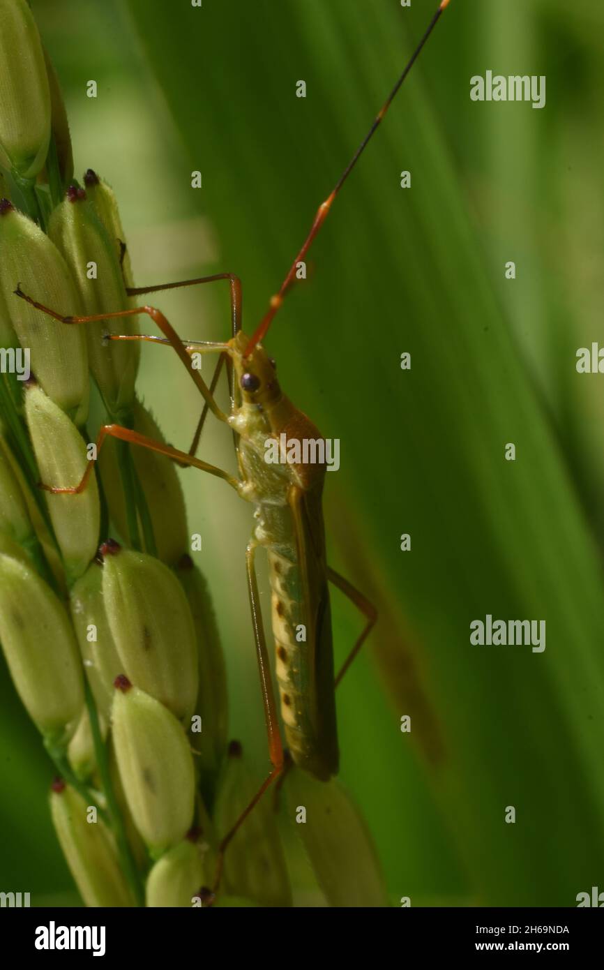 Alimentation des insectes de riz sur les grains de riz paddy. Banque D'Images