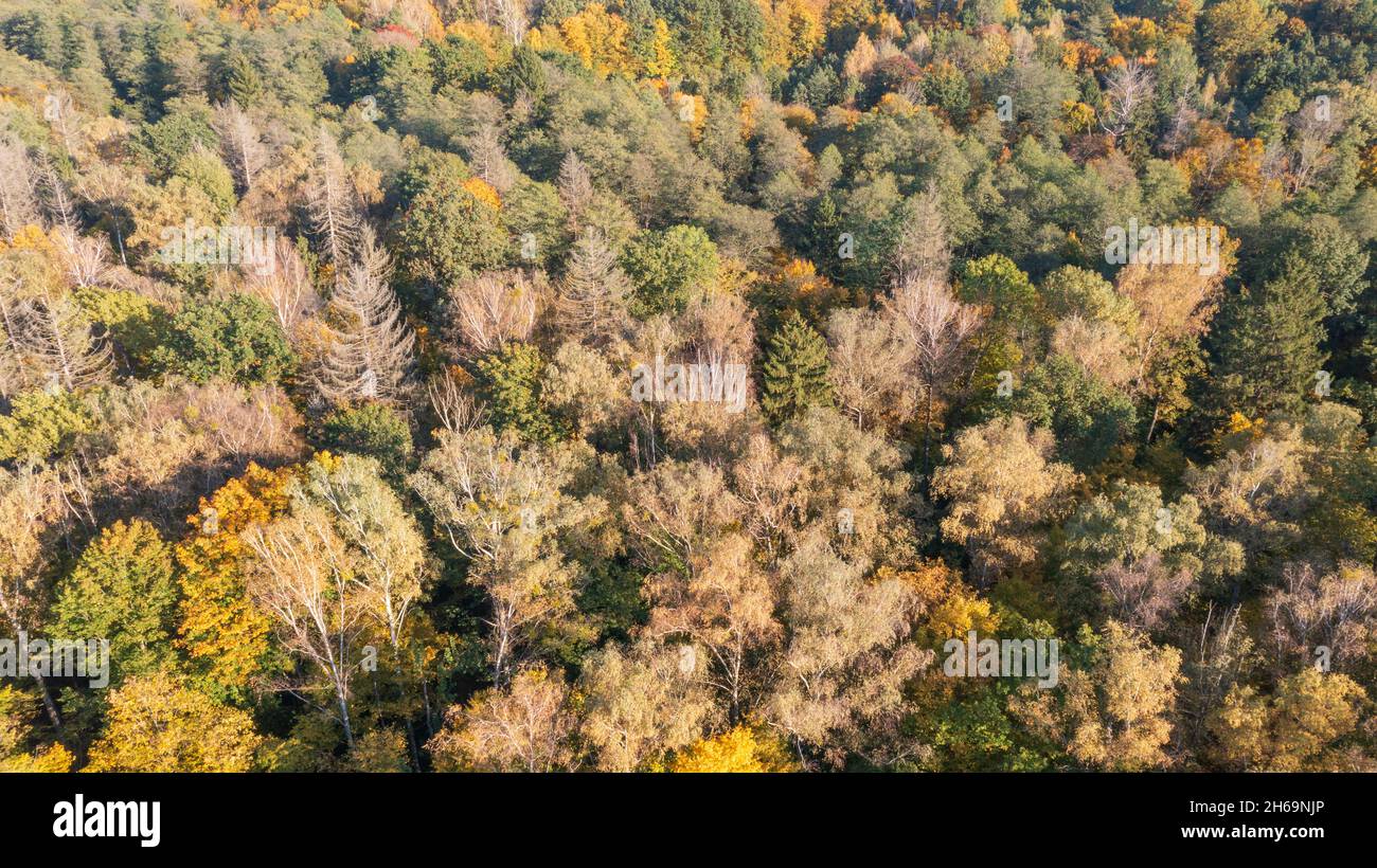Partie polonaise de la forêt de Bialowieza à l'est de Hajnowka vue aérienne, Podlaskie Voivodeship, Pologne, Europe Banque D'Images