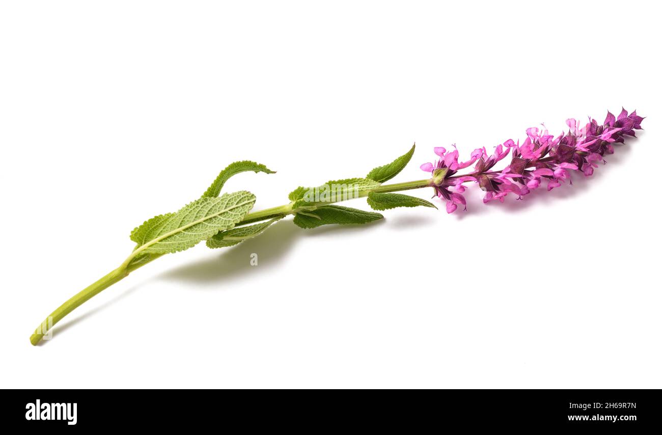 Fleur de Salvia nemorosa isolée sur fond blanc Banque D'Images
