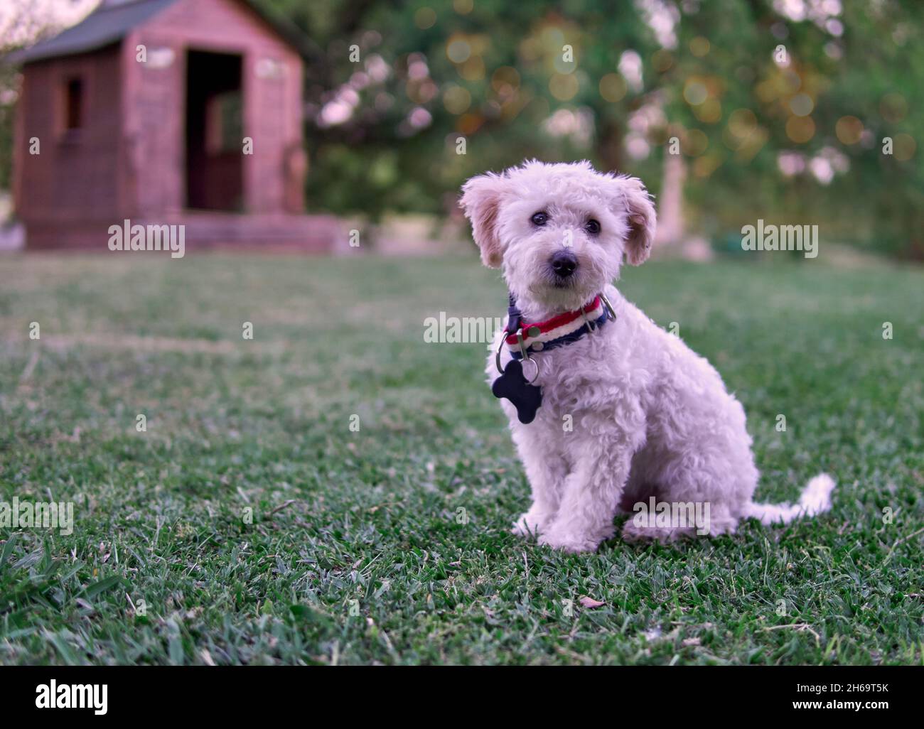 Portrait d'un petit chien beige bouclé avec collier et étiquette arrière assis dans le jardin.Arrière-plan flou.Horizontale Banque D'Images