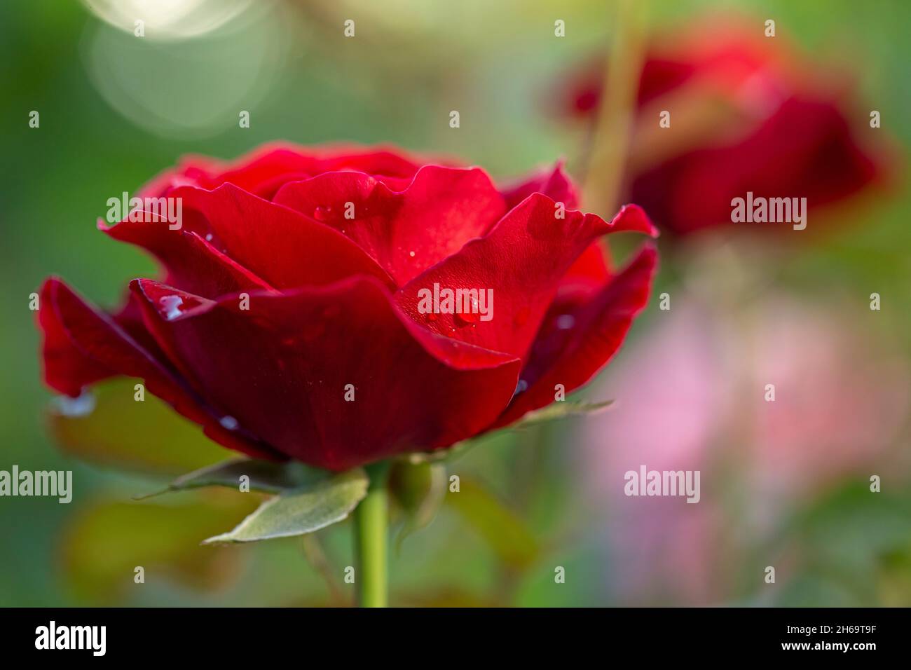 Rose rouge après la pluie sur fond naturel dans le jardin. Banque D'Images