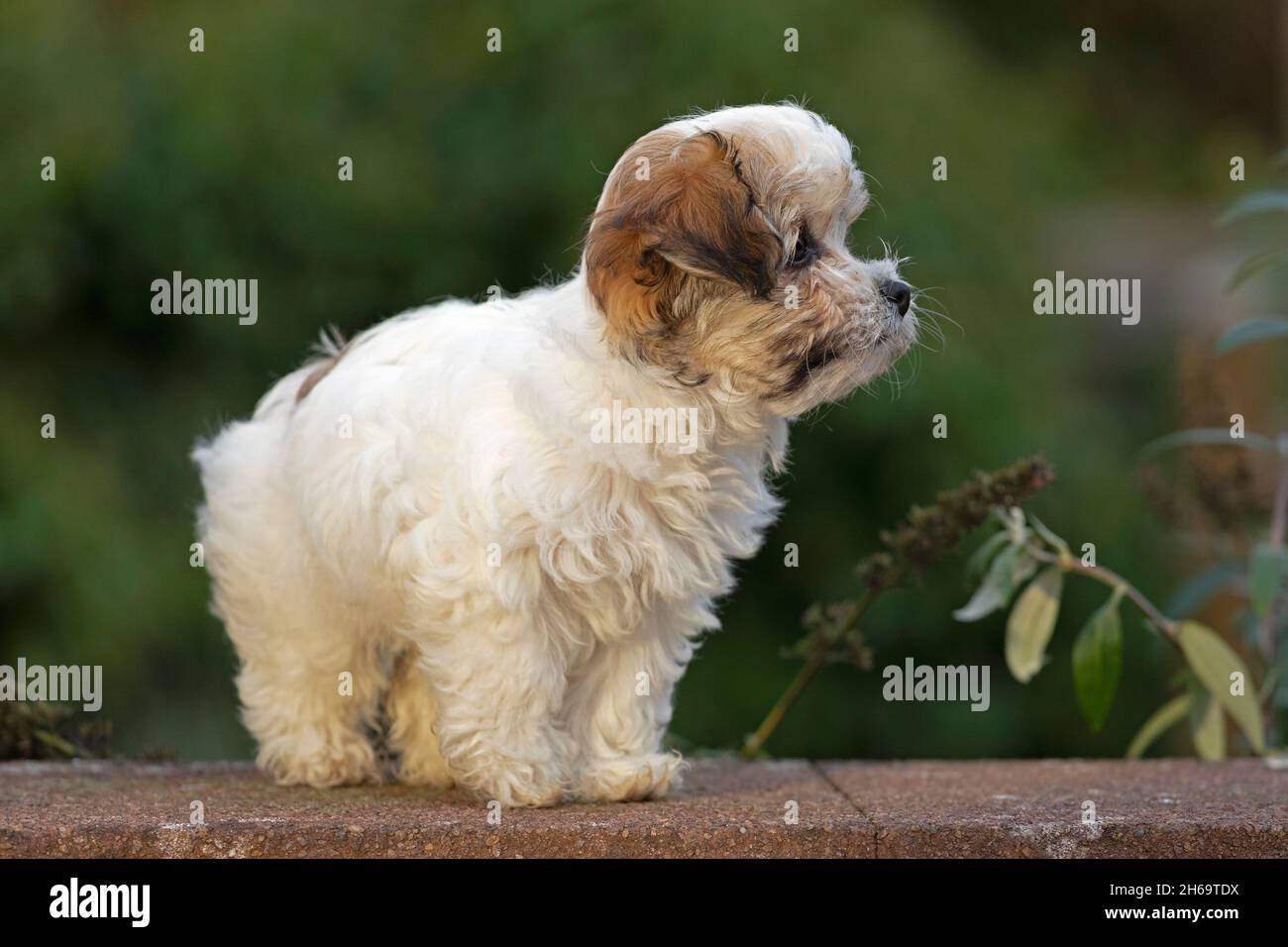 Bolonka Zwetna jouet chien pup sur un mur, Allemagne Banque D'Images