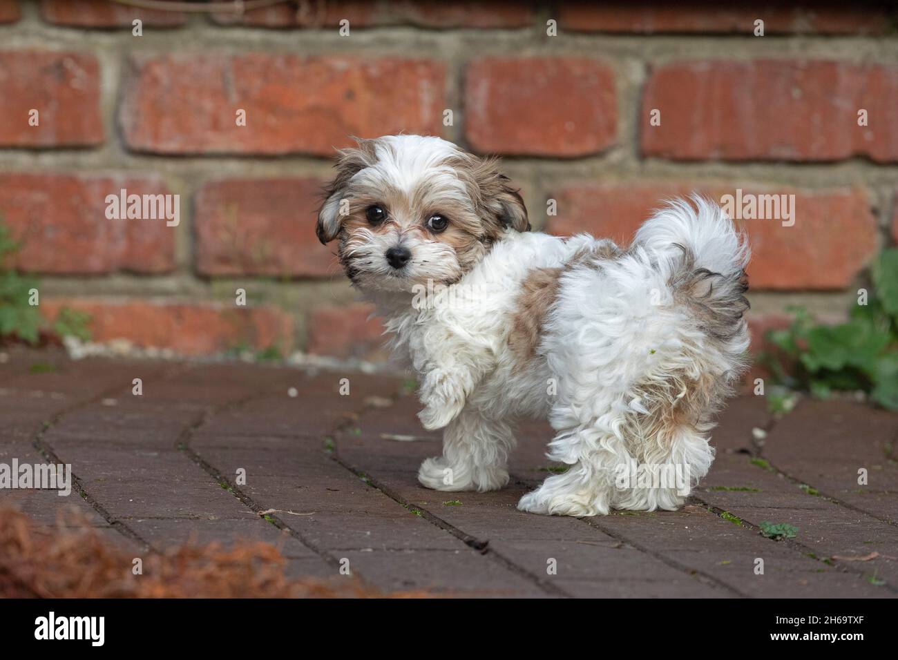 Bolonka Zwetna jouet chien pup regardant l'appareil photo, Allemagne Banque D'Images