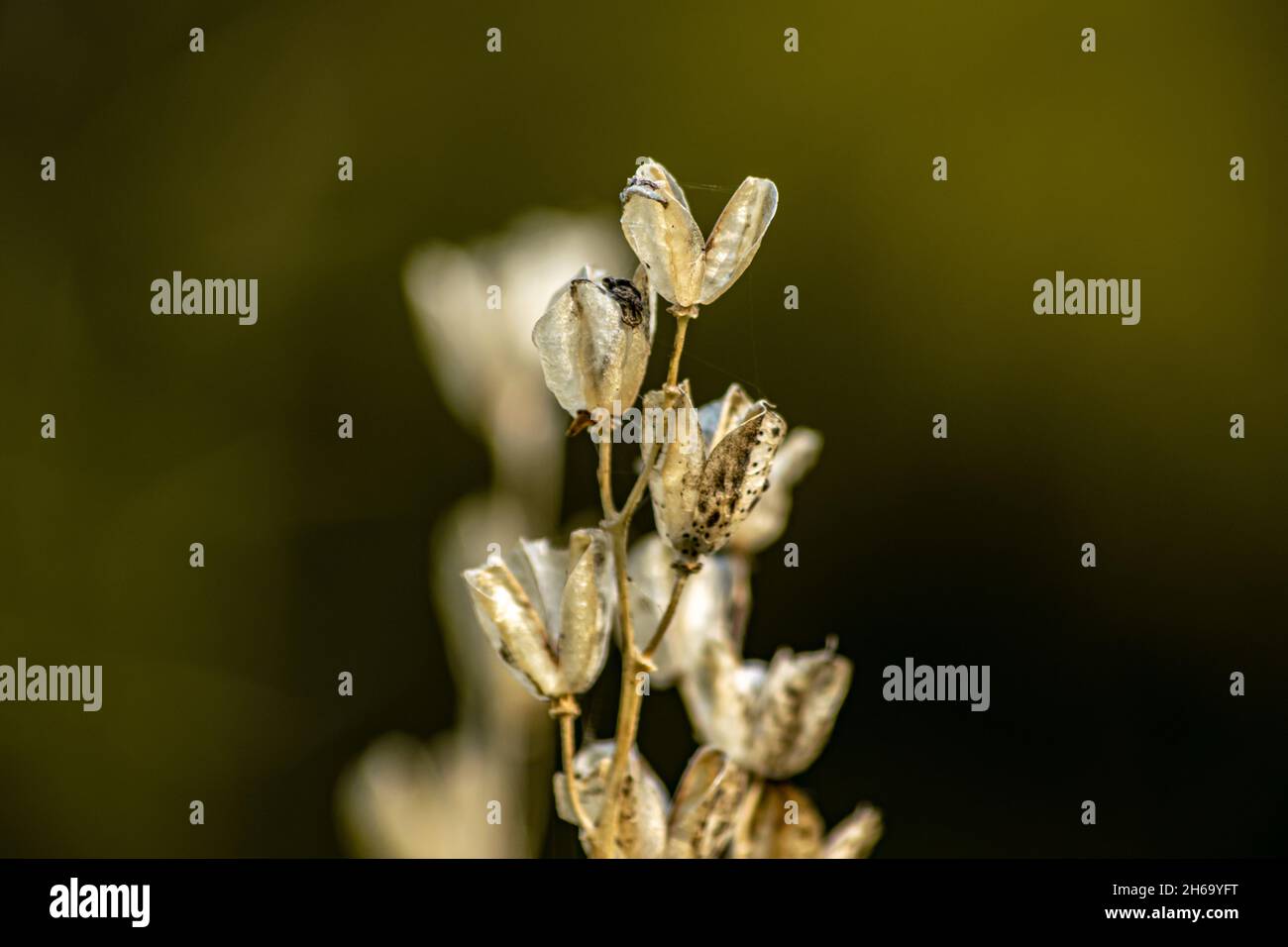 Gros plan de plantes en décomposition séchées contenant des graines à l'intérieur, arrière-plan flou avec bokeh dans un cadre naturel. Banque D'Images