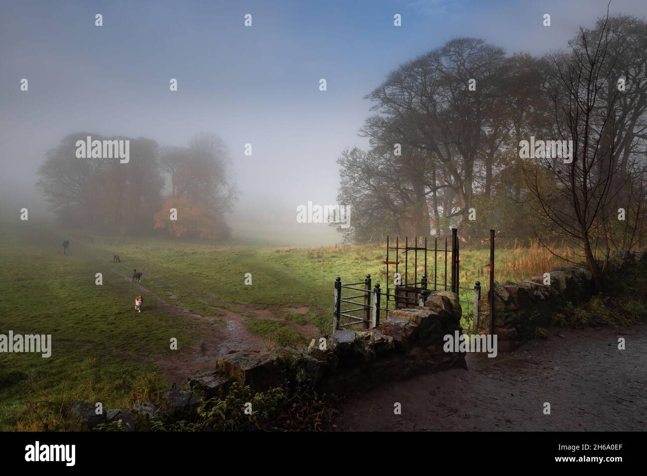 Édimbourg, Écosse, Royaume-Uni - Blackford Hill arbres et style avec chiens et marcheurs dans le brouillard Banque D'Images