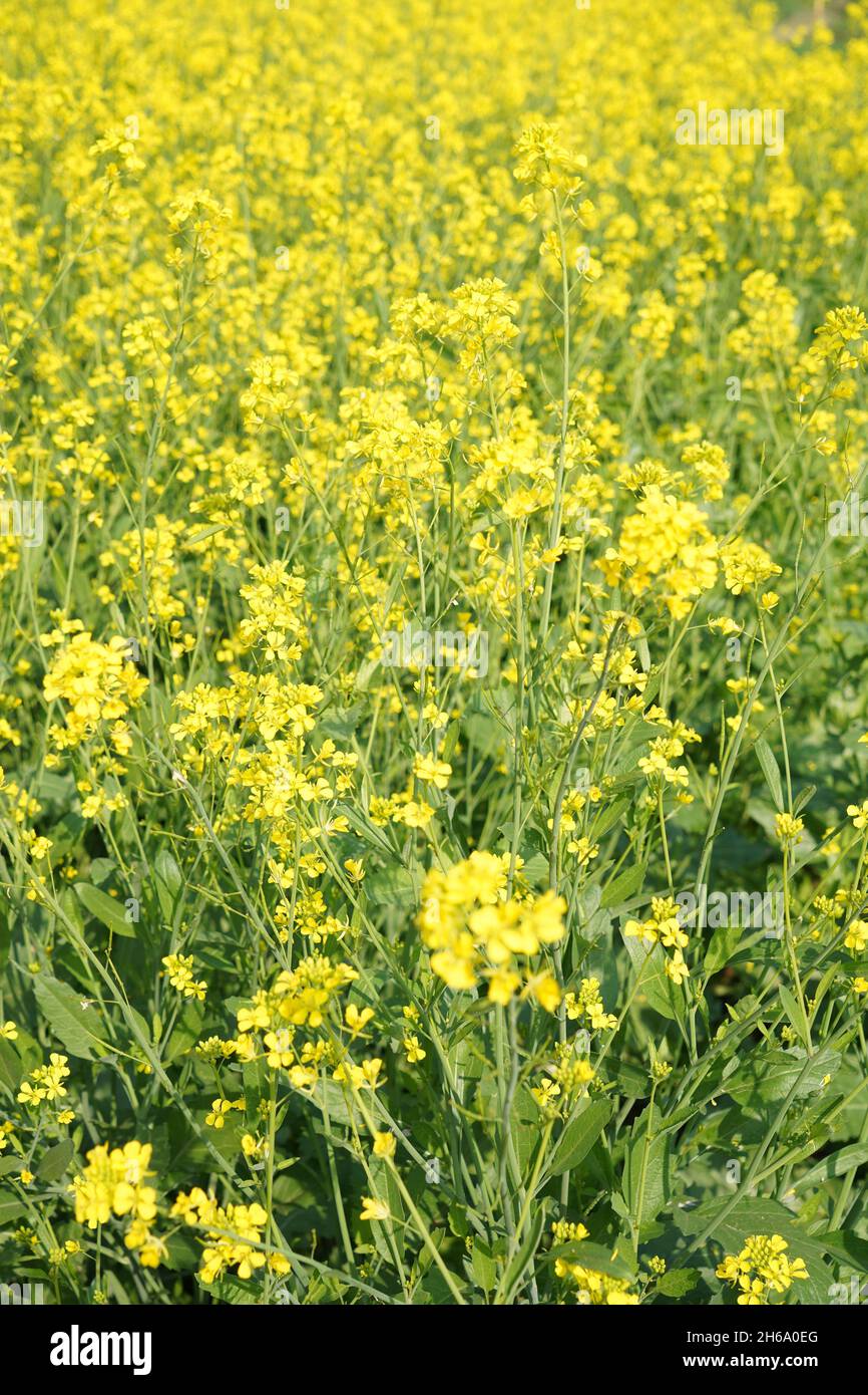 Image haute résolution : champ de moutarde en fleurs #Mustardfield #yellowmoutstard #bloomingmoutstard #canolafield #goldenfield #springscape #rurallife Banque D'Images