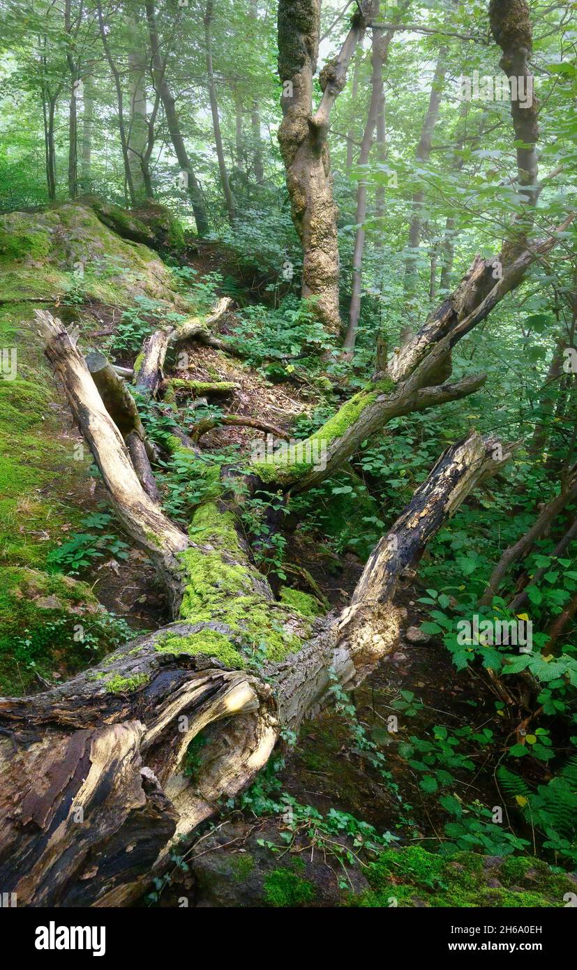 Édimbourg, Écosse, Royaume-Uni - la mousse couvrait le tronc des arbres tombés dans la forêt de brume Banque D'Images