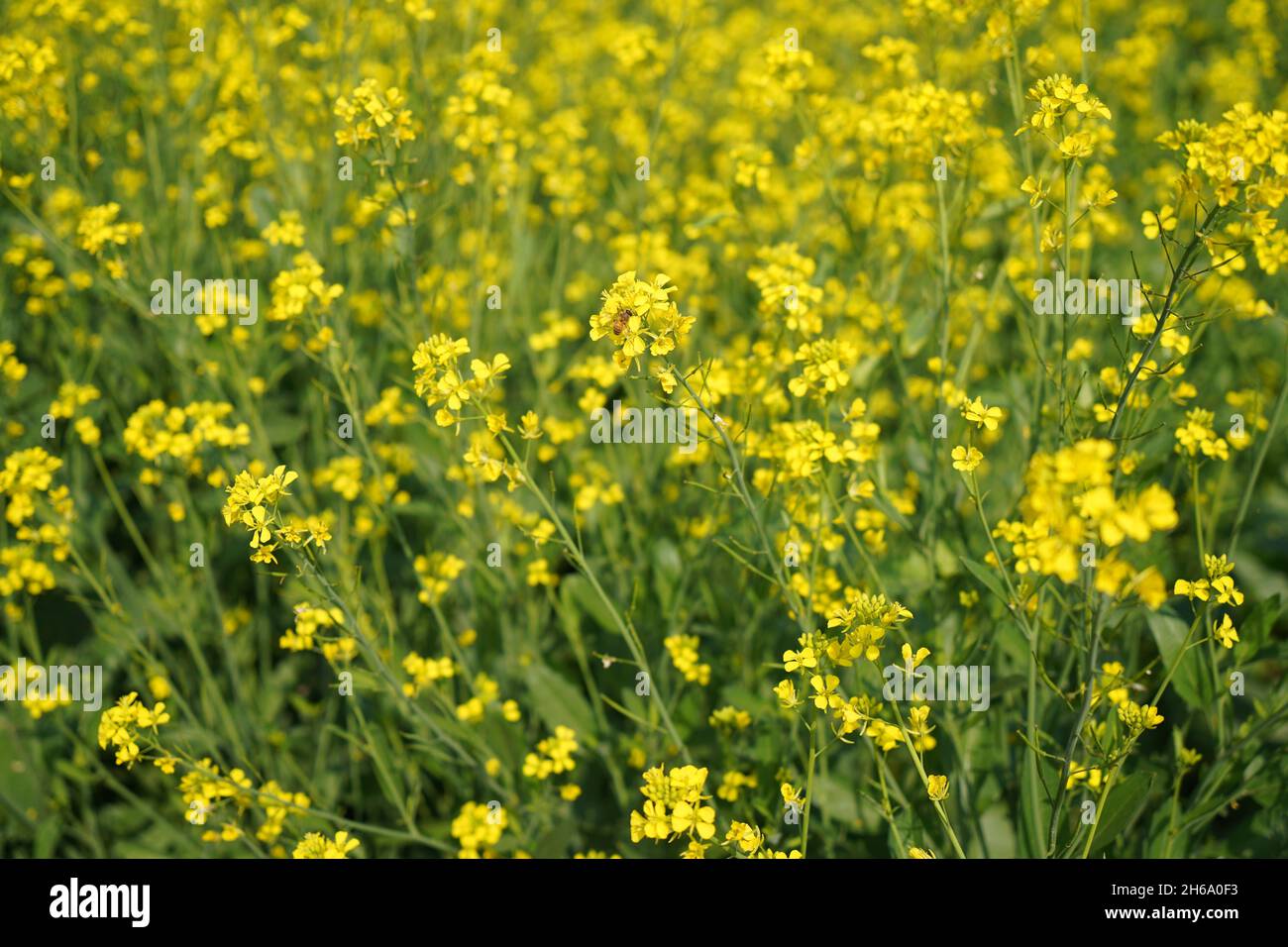 Image haute résolution : champ de moutarde en fleurs #Mustardfield #yellowmoutstard #bloomingmoutstard #canolafield #goldenfield #springscape #rurallife Banque D'Images