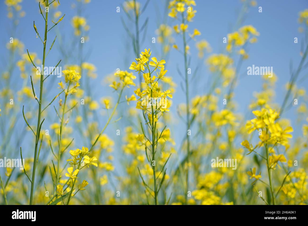 Image haute résolution : champ de moutarde en fleurs #Mustardfield #yellowmoutstard #bloomingmoutstard #canolafield #goldenfield #springscape #rurallife Banque D'Images