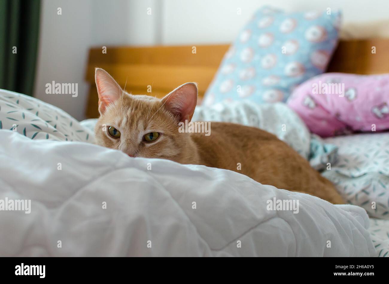 Jeu matinal de chat au gingembre au lit Banque D'Images