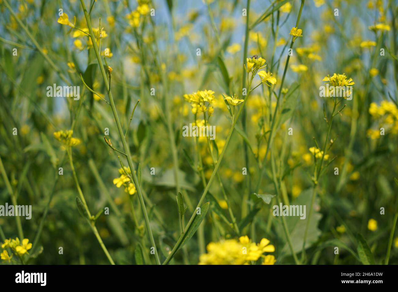 Image haute résolution : champ de moutarde en fleurs #Mustardfield #yellowmoutstard #bloomingmoutstard #canolafield #goldenfield #springscape #rurallife Banque D'Images