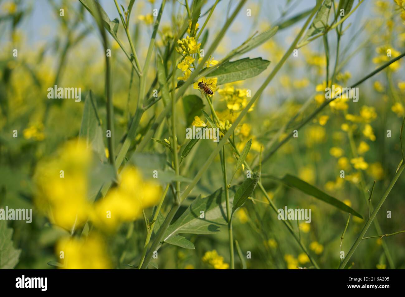 Image haute résolution : champ de moutarde en fleurs #Mustardfield #yellowmoutstard #bloomingmoutstard #canolafield #goldenfield #springscape #rurallife Banque D'Images