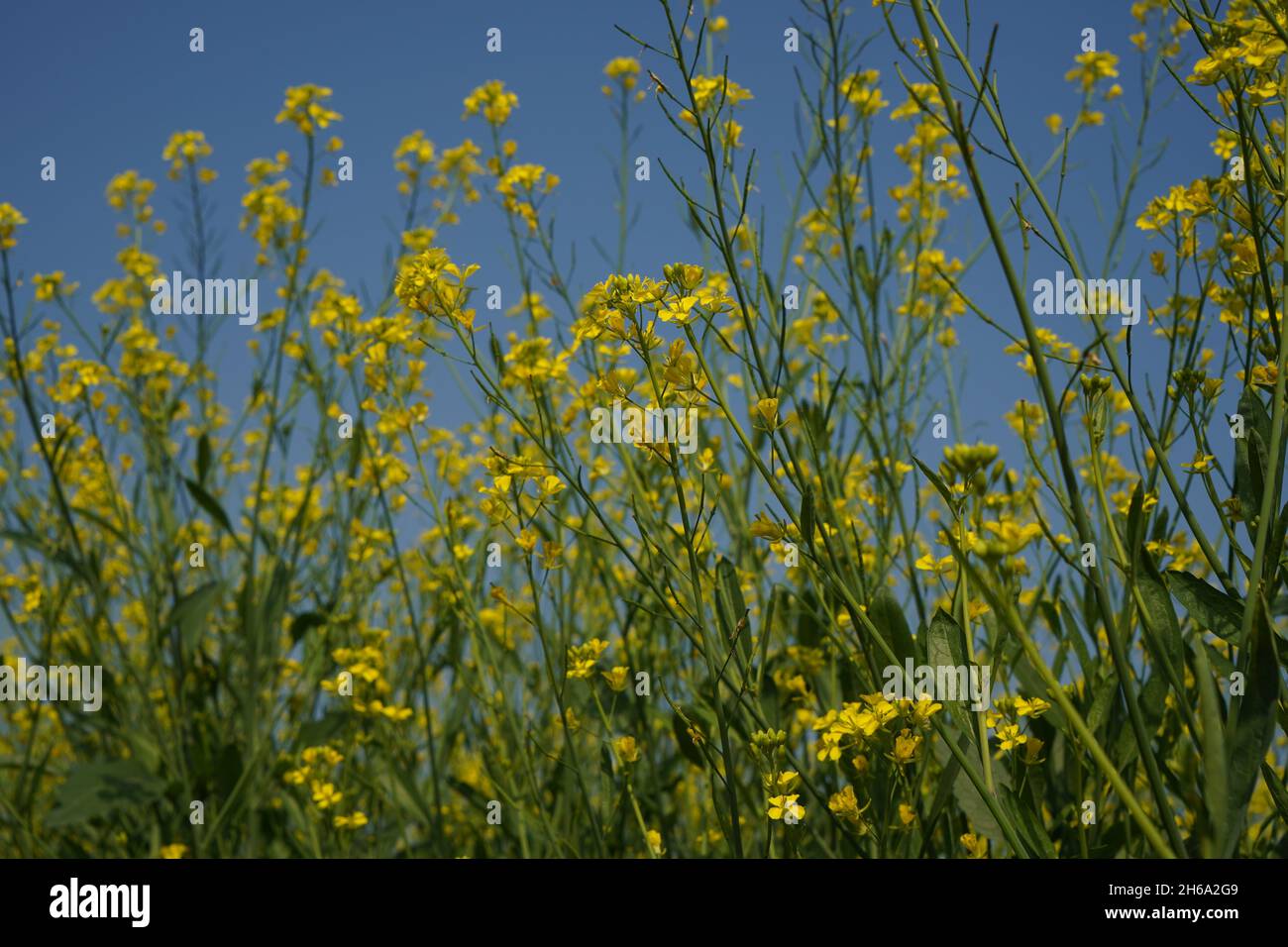 Image haute résolution : champ de moutarde en fleurs #Mustardfield #yellowmoutstard #bloomingmoutstard #canolafield #goldenfield #springscape #rurallife Banque D'Images