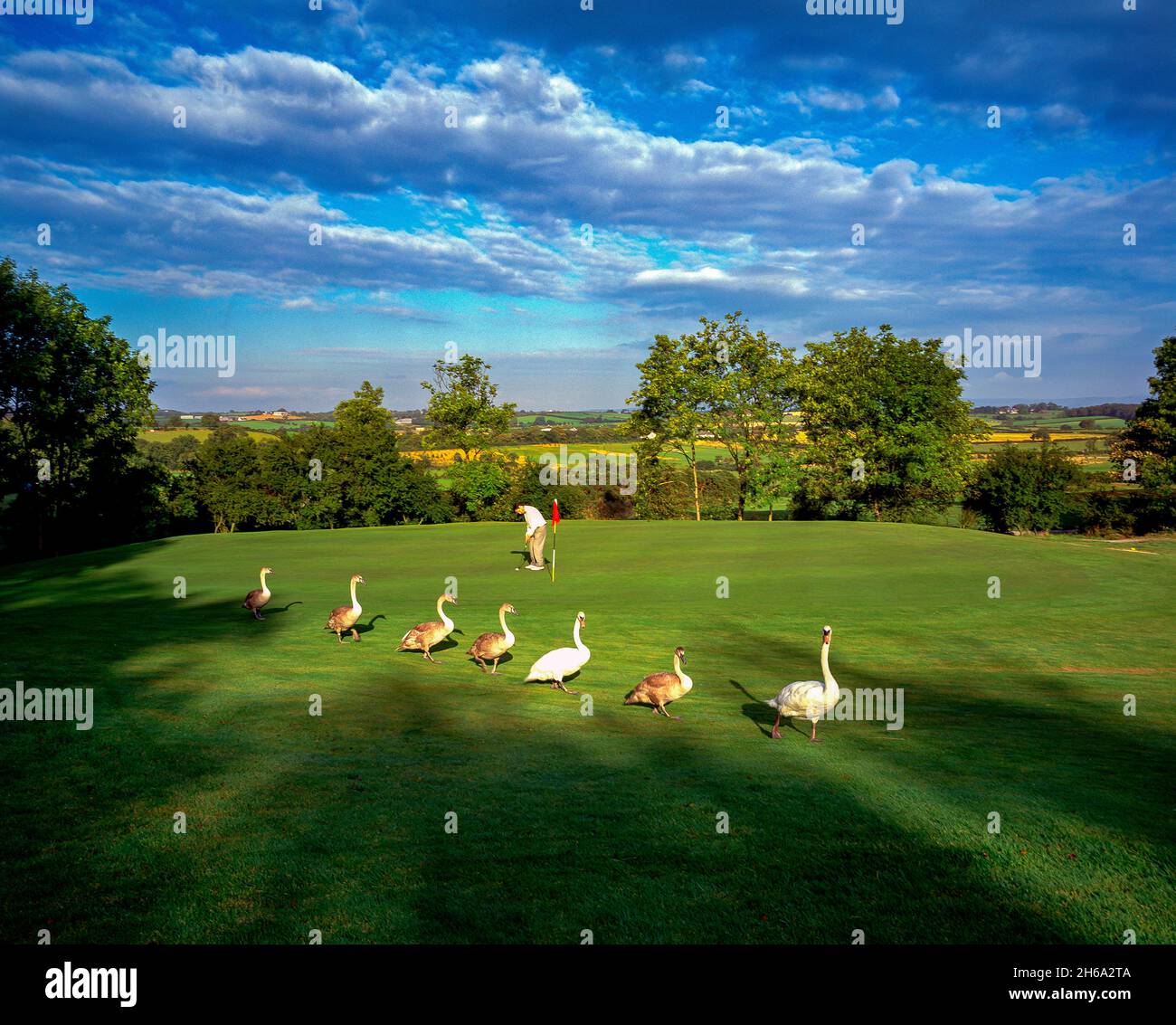 Le golf de Blackwood, County Down, Irlande du Nord, est à la recherche d'oiseaux Banque D'Images