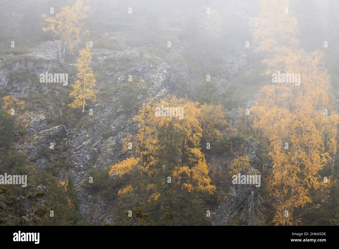 Magnifique colline couverte d'épinette et de résineux colorés pendant une belle matinée de brouillard près de Kuusamo, dans le nord de la Finlande. Banque D'Images