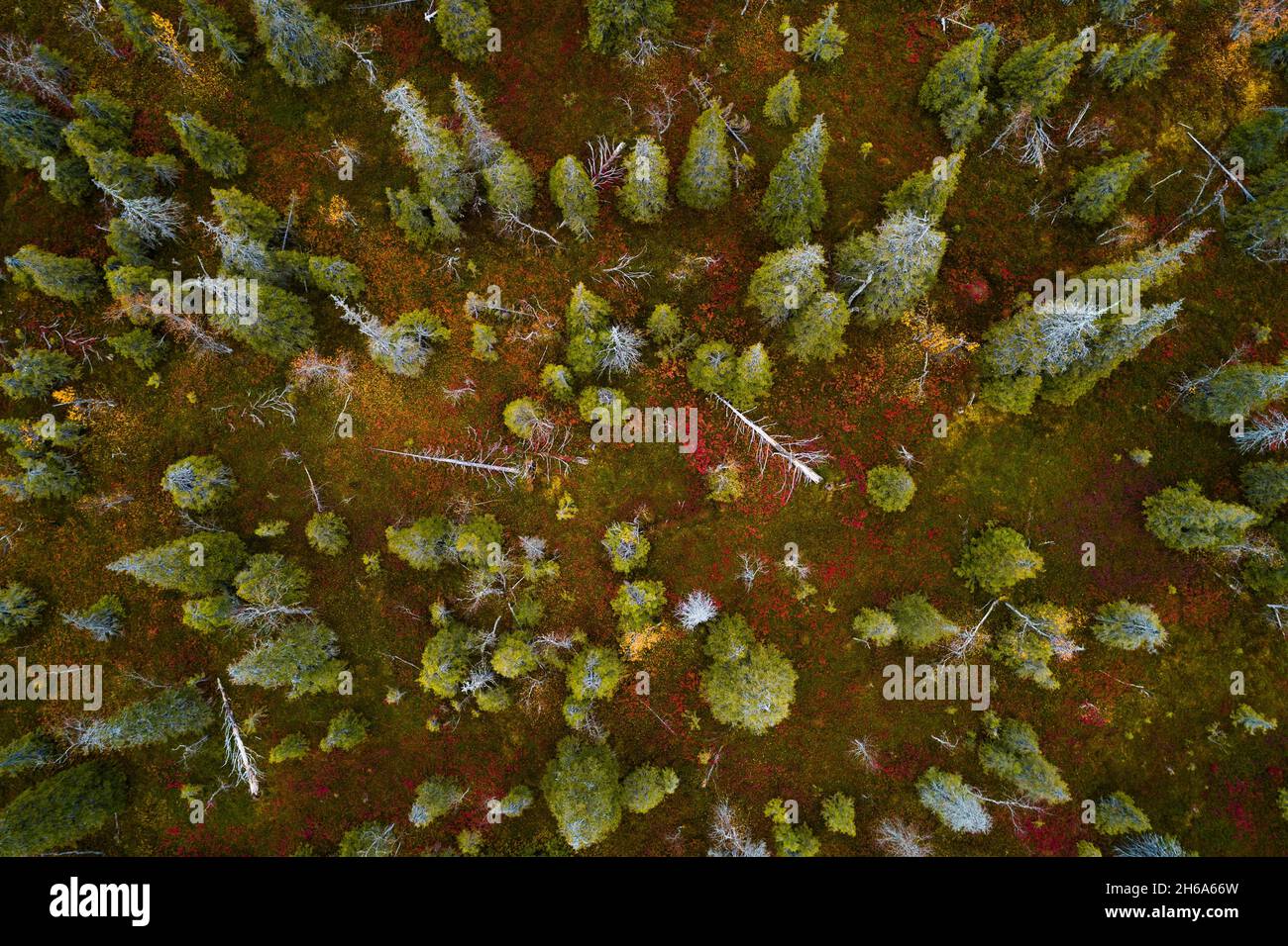 Une vue aérienne du feuillage d'automne coloré dans le parc national de Riisitunturi avec une belle forêt de taïga et des épinettes mortes dans le nord de la Finlande. Banque D'Images