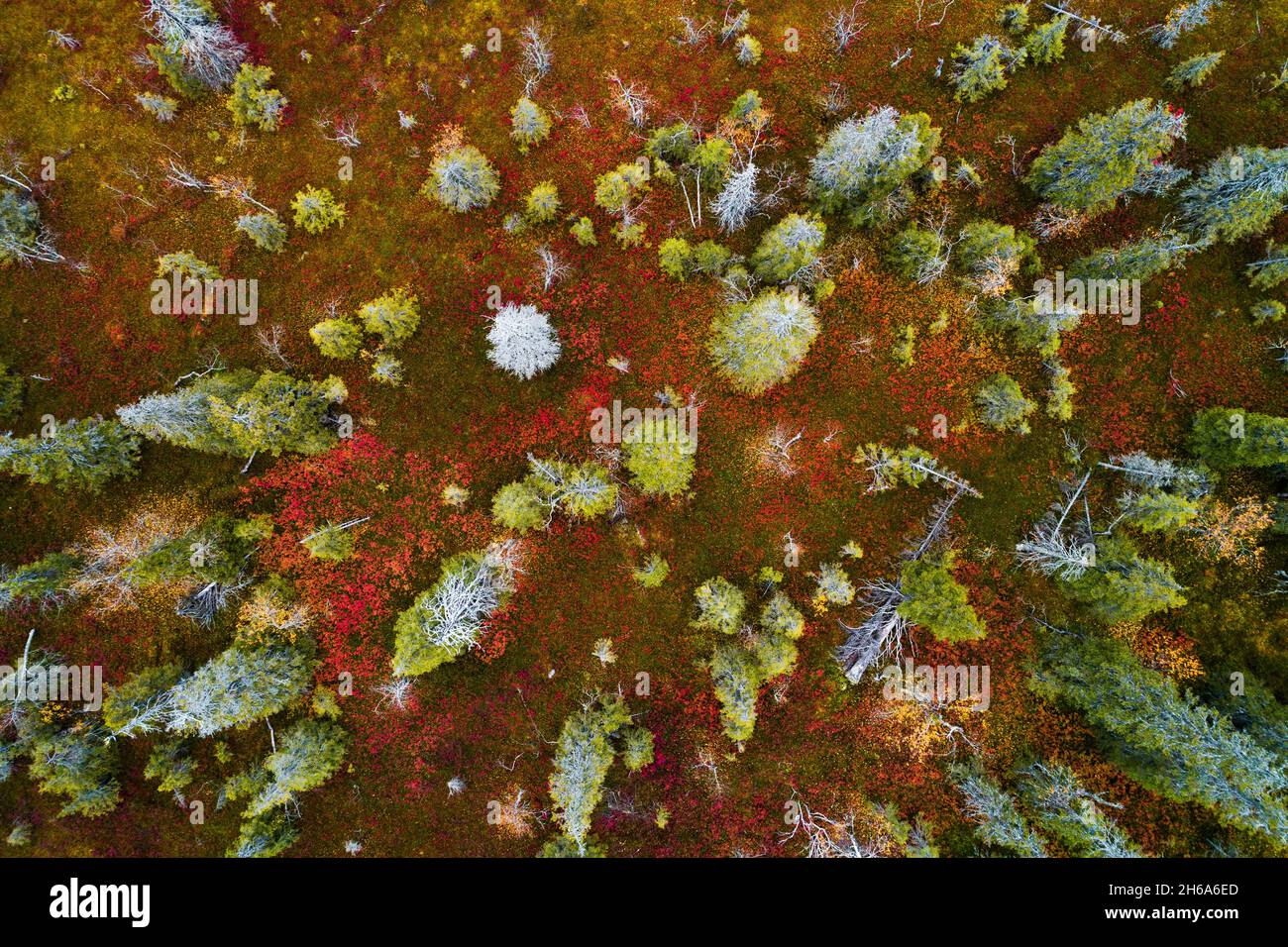 Une vue aérienne du feuillage d'automne coloré dans le parc national de Riisitunturi avec une belle forêt de taïga et des épinettes mortes dans le nord de la Finlande. Banque D'Images