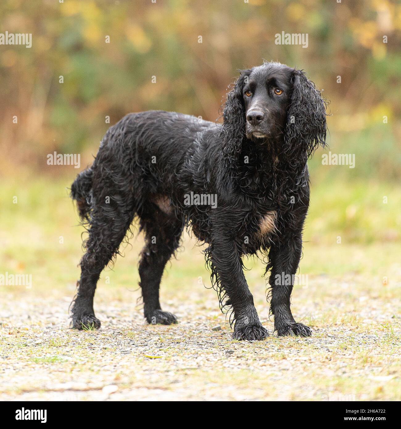 Sprocker spaniel chien Banque D'Images
