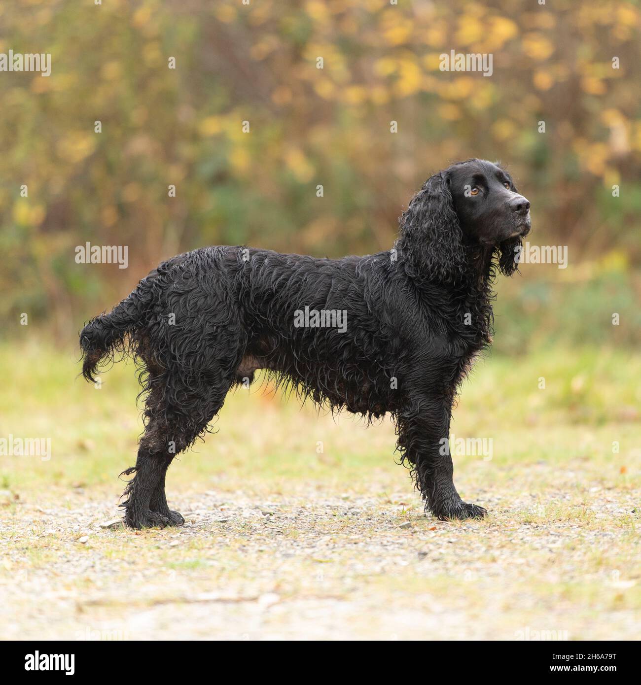 spaniel à roue dentée noire Banque D'Images