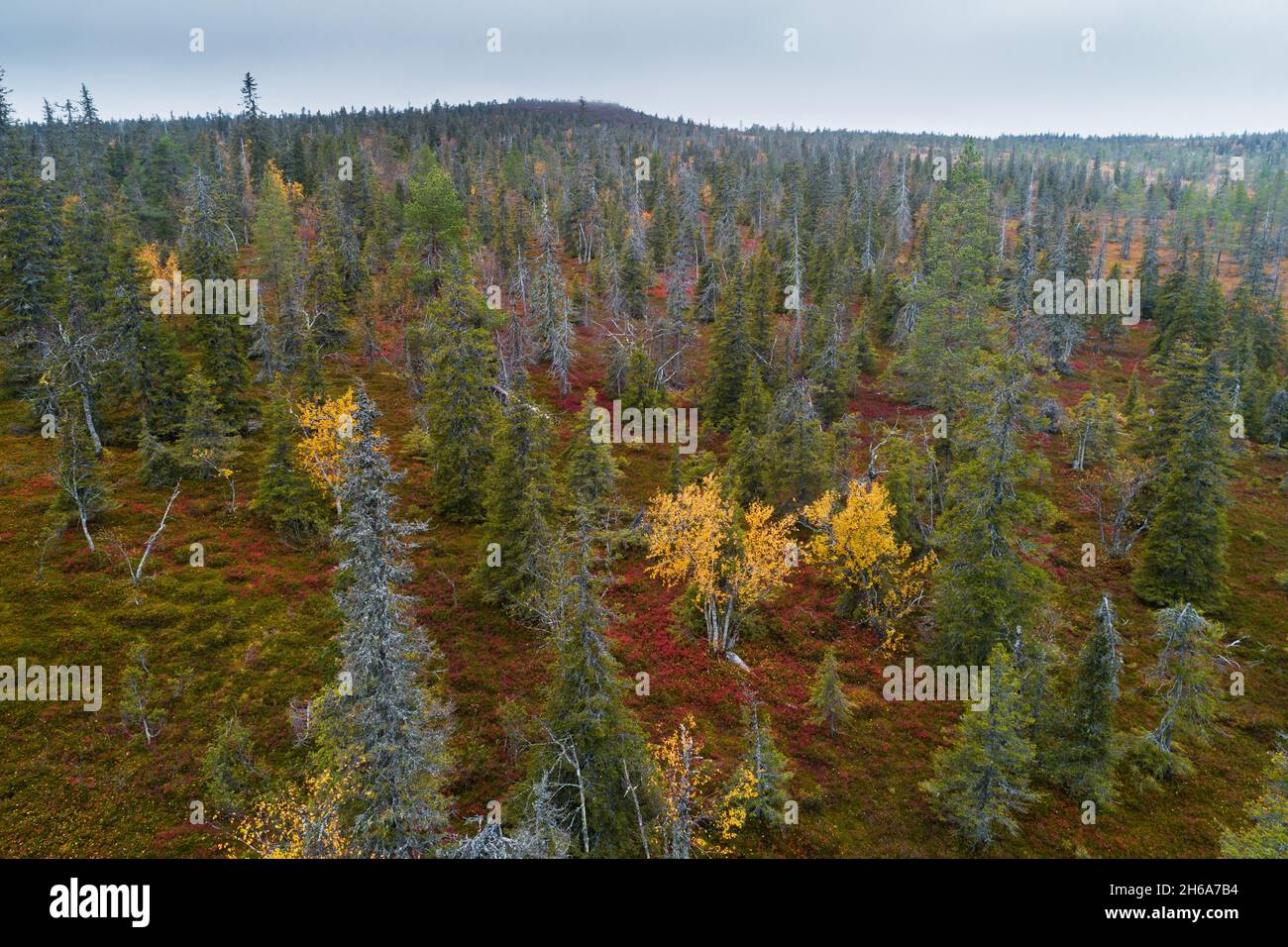 Vue sur la forêt de taïga automnale à côté d'une colline dans le parc national de Riisitunturi, dans le nord de la Finlande. Banque D'Images