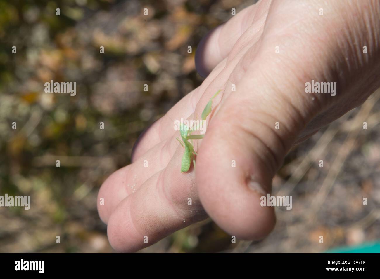 Mantis de prière africaine verte d'une main humaine.Namibie, Afrique Banque D'Images
