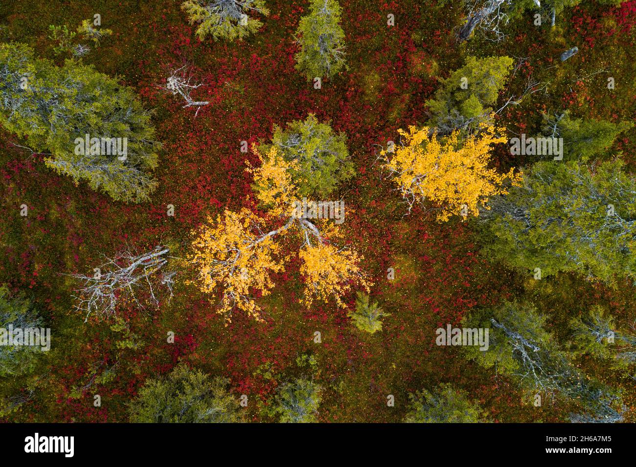 Une vue aérienne du feuillage d'automne coloré dans le parc national de Riisitunturi avec une belle forêt de taïga et des Birch jaune vif dans le nord de la Finlande. Banque D'Images