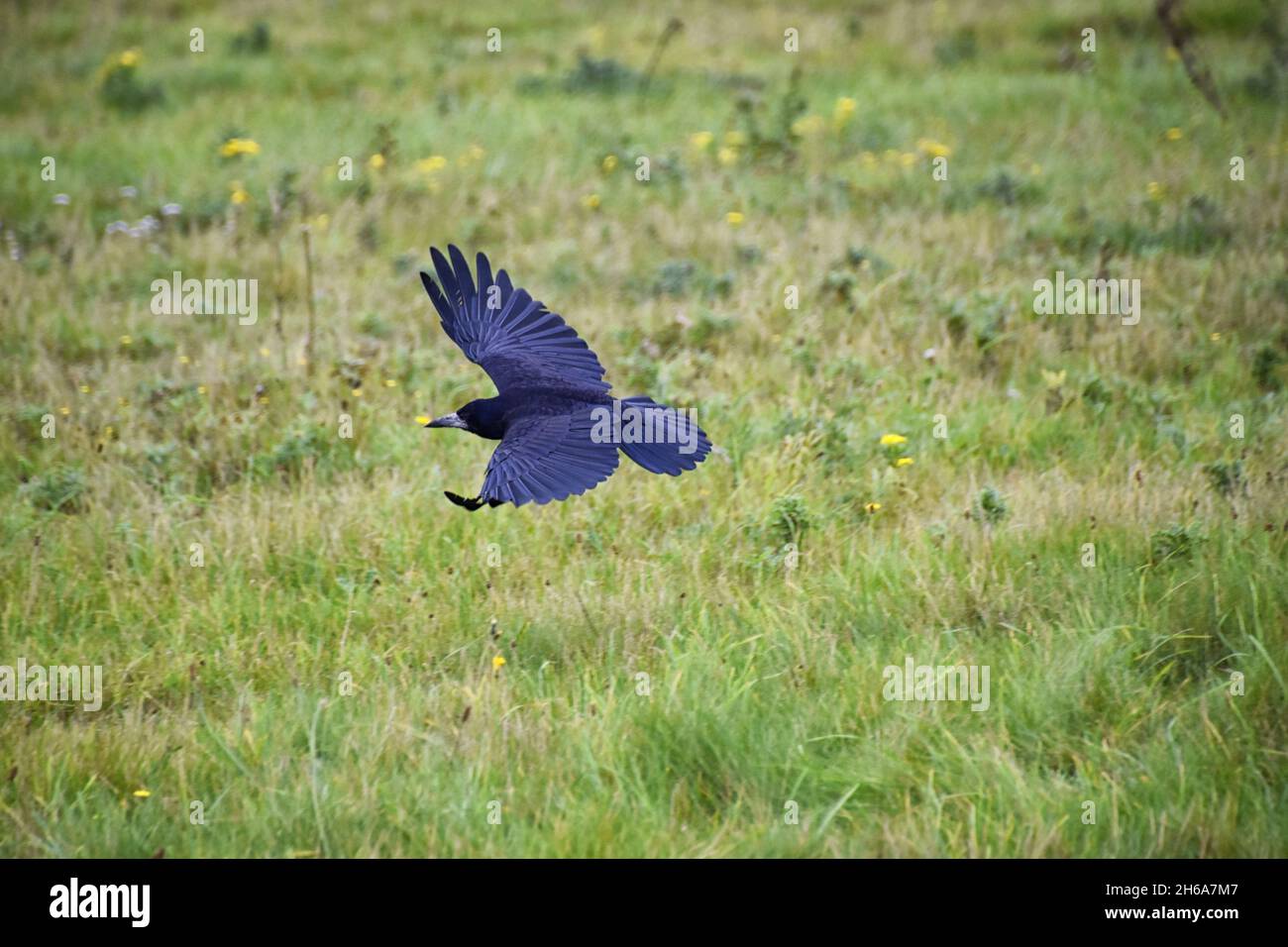 Oiseau de Stonehenge, Corvus frugilegus, membre de Corvidae, ordre de la passerine.Aire de répartition Scandinavie, Europe occidentale à Sibérie orientale, Noir Banque D'Images