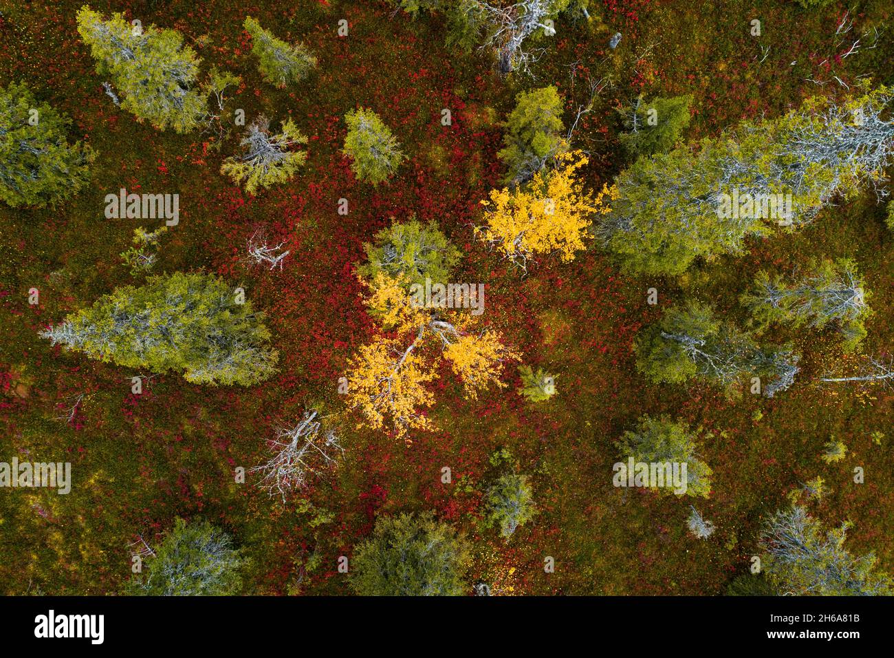 Une vue aérienne du feuillage d'automne coloré dans le parc national de Riisitunturi avec une belle forêt de taïga et des Birch jaune vif dans le nord de la Finlande. Banque D'Images