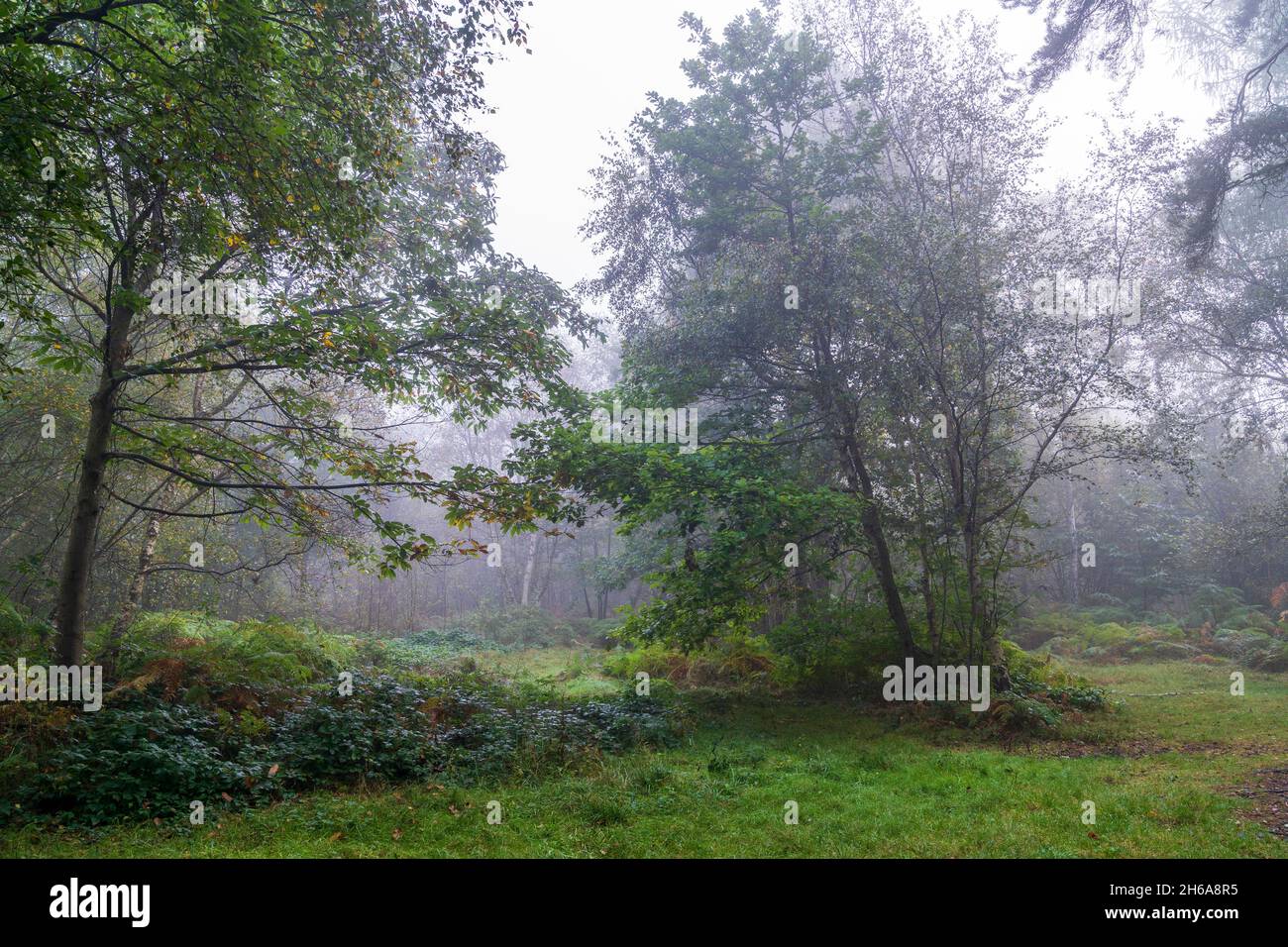 Une matinée froide avec une brume dans les bois mixtes de Blean Woods près de Canterbury, Angleterre.Arbres qui poussent entourés d'herbe, de fougères et de sous-bois. Banque D'Images