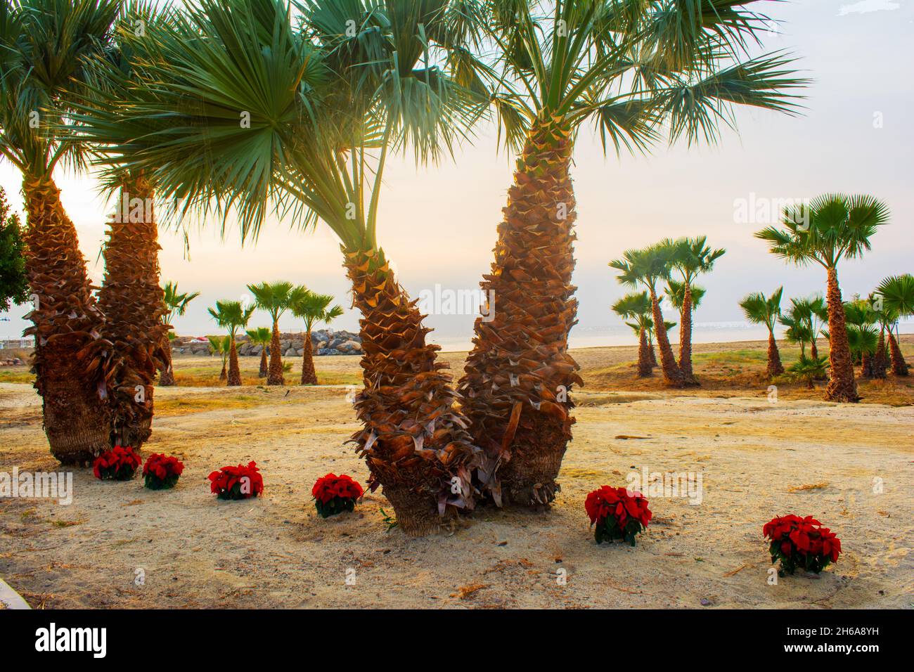 Plage de sable espagnol en hiver.Palmiers et poincettias.San José, Cabo de Gata, Almería. Banque D'Images