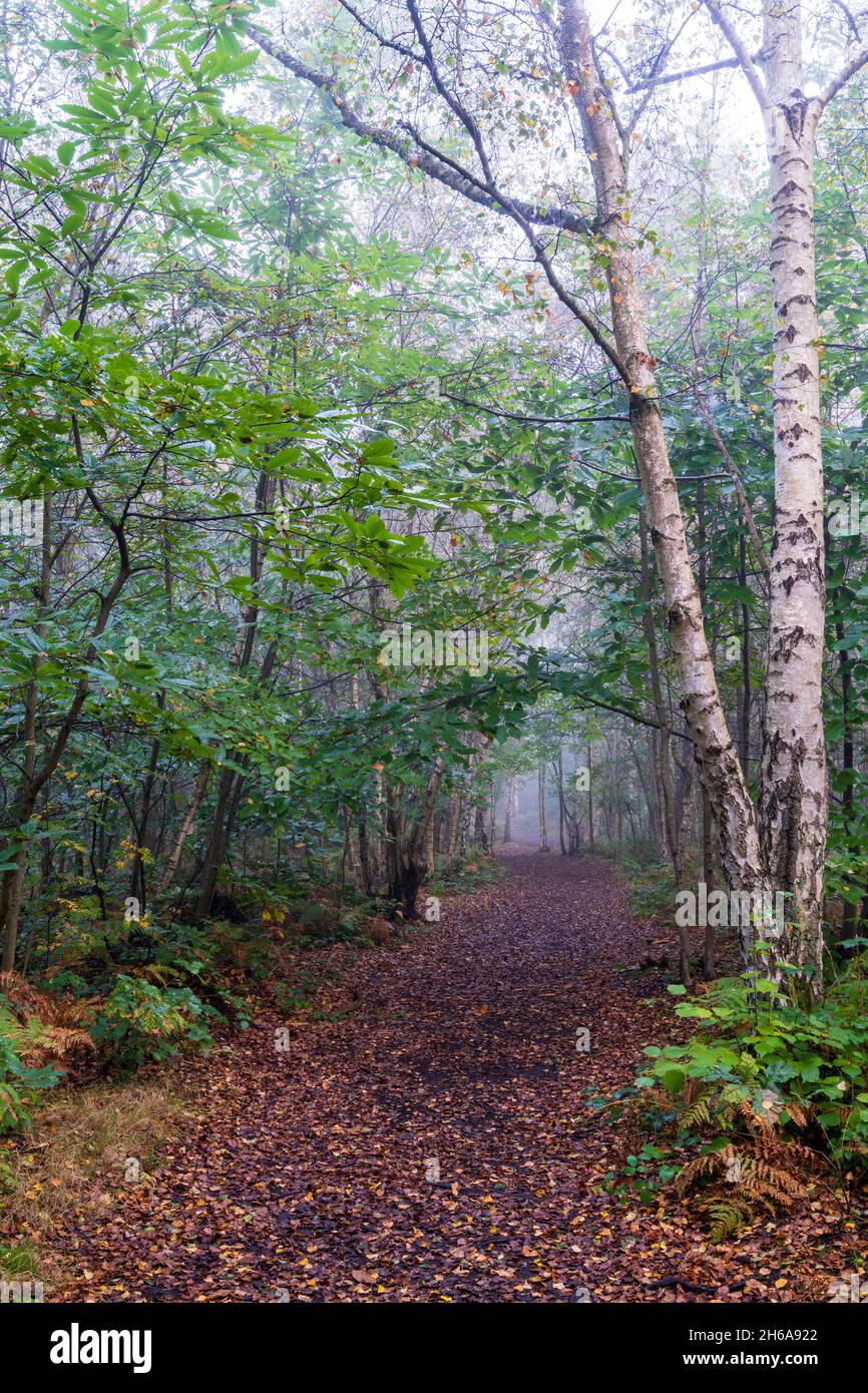 Sentier forestier à travers la forêt à Blean Woods dans le Kent lors d'une matinée humide et froide à l'automne.Feuilles tombées sur le chemin à travers les arbres et les fougères. Banque D'Images