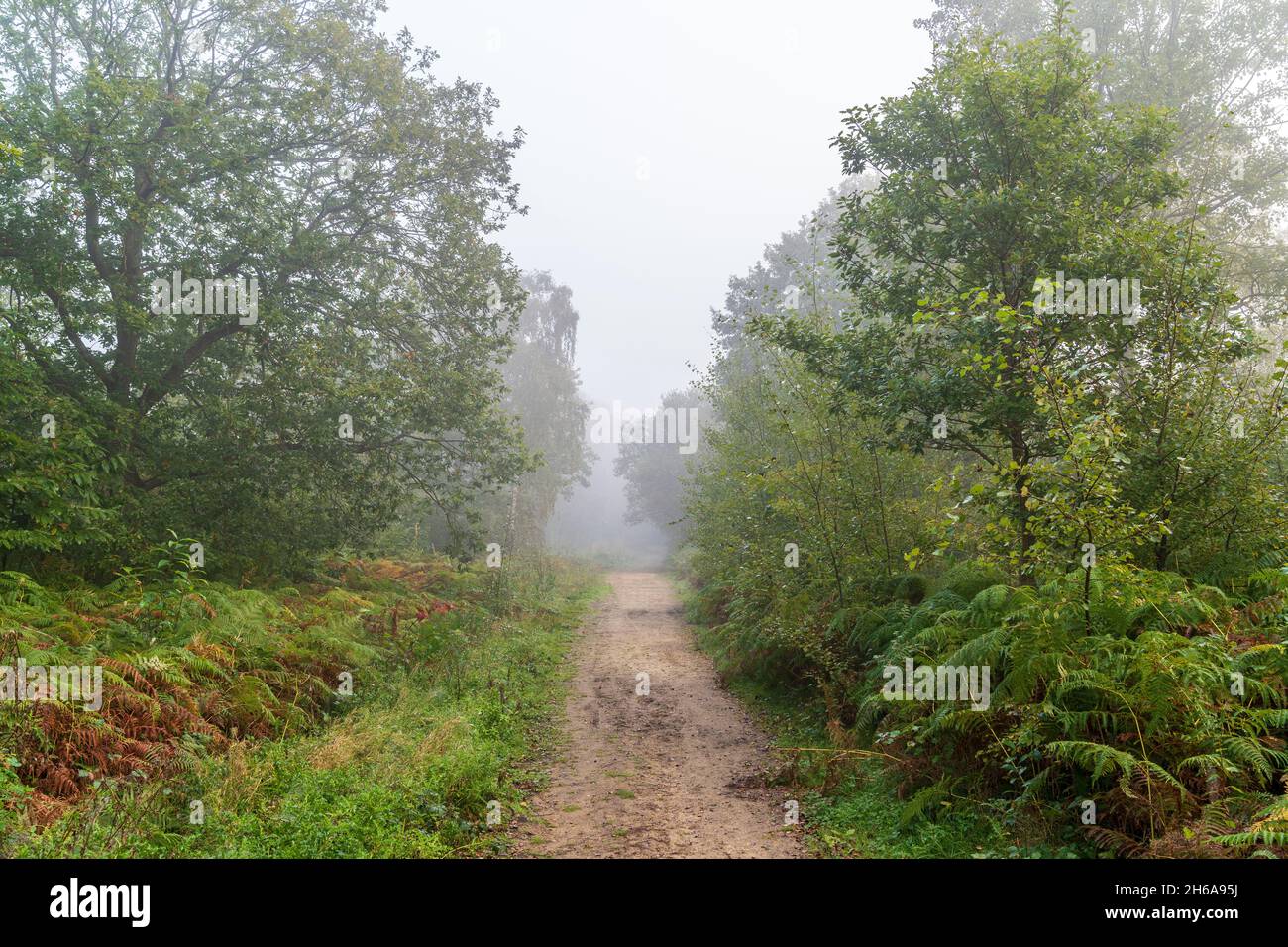 Sentier forestier à travers la forêt à Blean Woods dans le Kent lors d'une matinée humide et froide à l'automne.Feuilles tombées sur le chemin à travers les arbres et les fougères. Banque D'Images