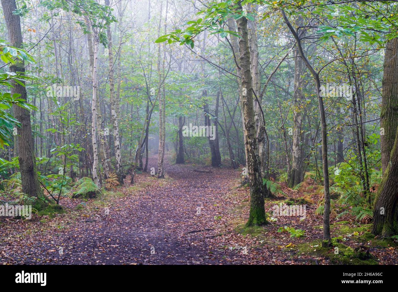 Sentier forestier à travers la forêt à Blean Woods dans le Kent lors d'une matinée humide et froide à l'automne.Feuilles tombées sur le chemin à travers les arbres et les fougères. Banque D'Images