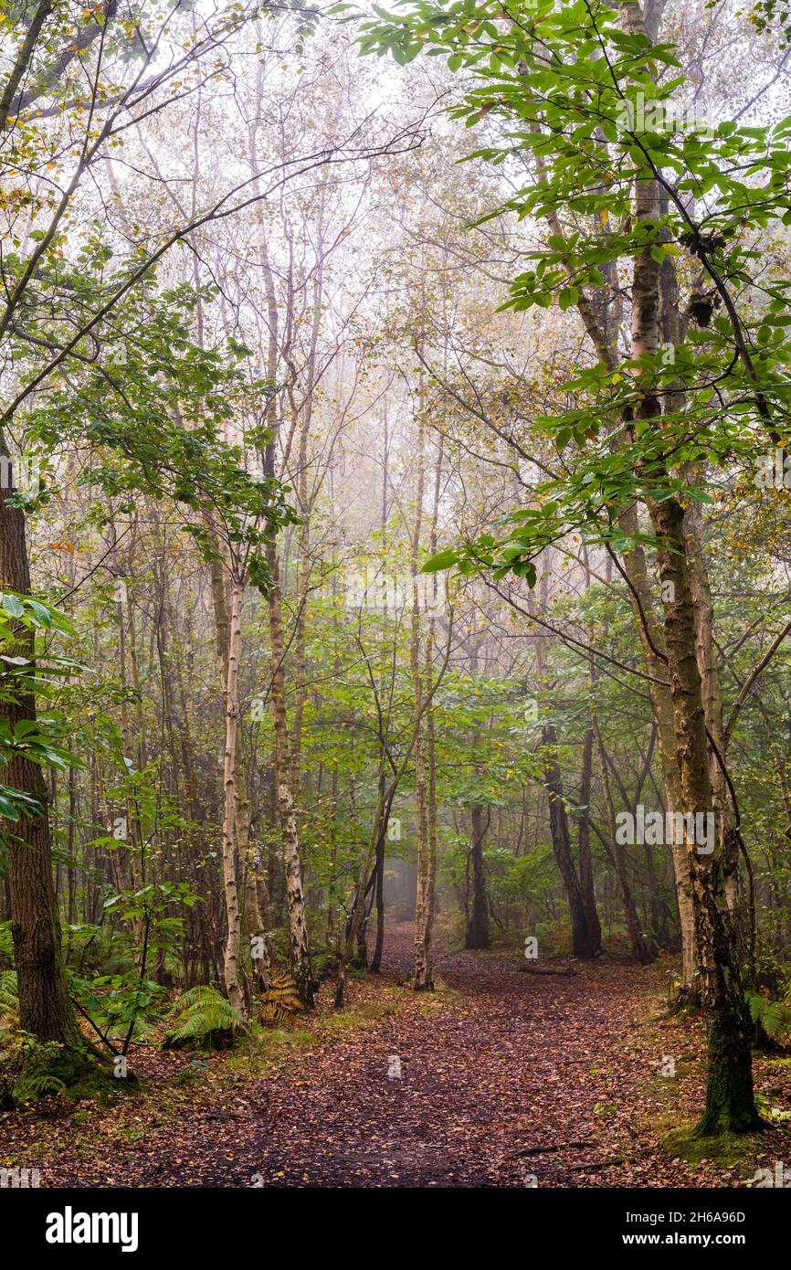 Sentier forestier à travers la forêt à Blean Woods dans le Kent lors d'une matinée humide et froide à l'automne.Feuilles tombées sur le chemin à travers les arbres et les fougères. Banque D'Images