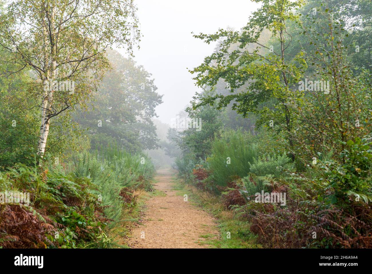 Sentier forestier à travers la forêt à Blean Woods dans le Kent lors d'une matinée humide et froide à l'automne.Feuilles tombées sur le chemin à travers les arbres et les fougères. Banque D'Images