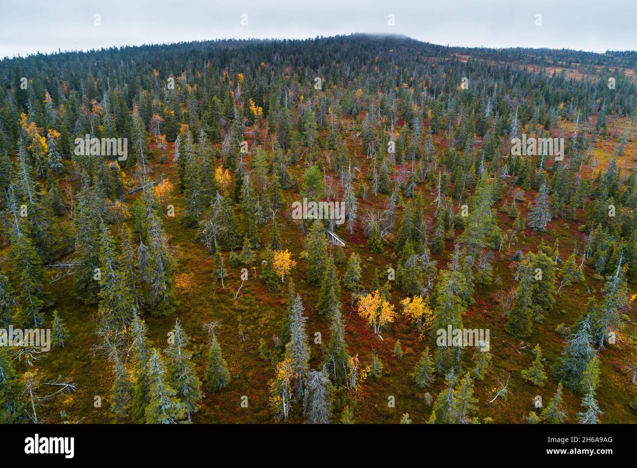 Vue sur la forêt de taïga automnale à côté d'une colline dans le parc national de Riisitunturi, dans le nord de la Finlande. Banque D'Images