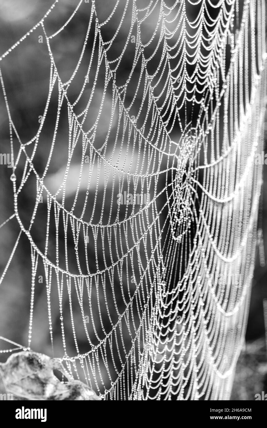 La toile d'araignée s'est enfilée entre les branches et les tiges dans le sous-bois, recouvert de gouttes d'eau, de la rosée brumeuse du matin.Noir et blanc. Banque D'Images