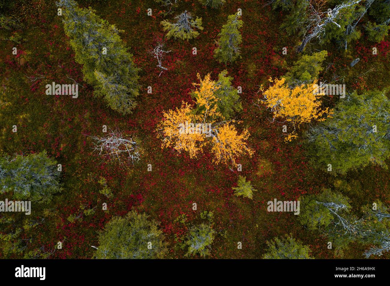 Une vue aérienne du feuillage d'automne coloré dans le parc national de Riisitunturi avec une belle forêt de taïga et des Birch jaune vif dans le nord de la Finlande. Banque D'Images