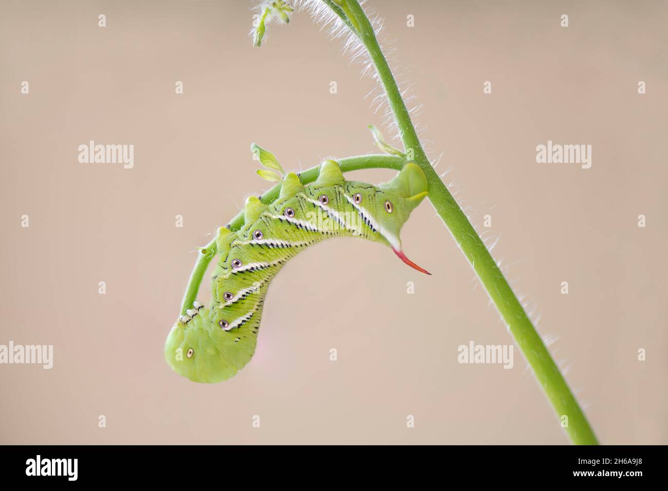 Ankylostome Banque D'Images