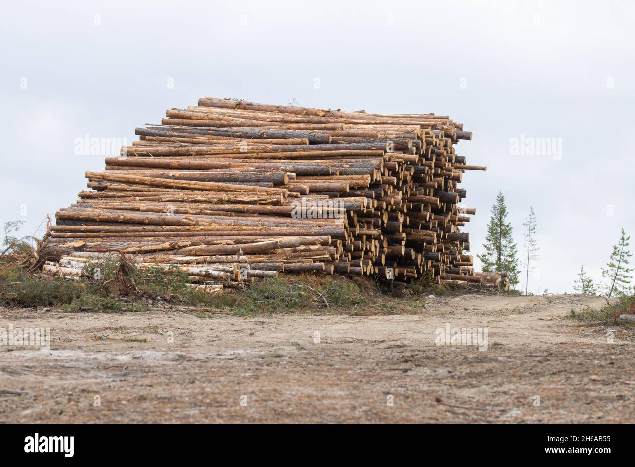Le bois d'œuvre fraîchement coupé et empilé conifères comme ressource de matière première pour l'industrie du bois en Finlande. Banque D'Images