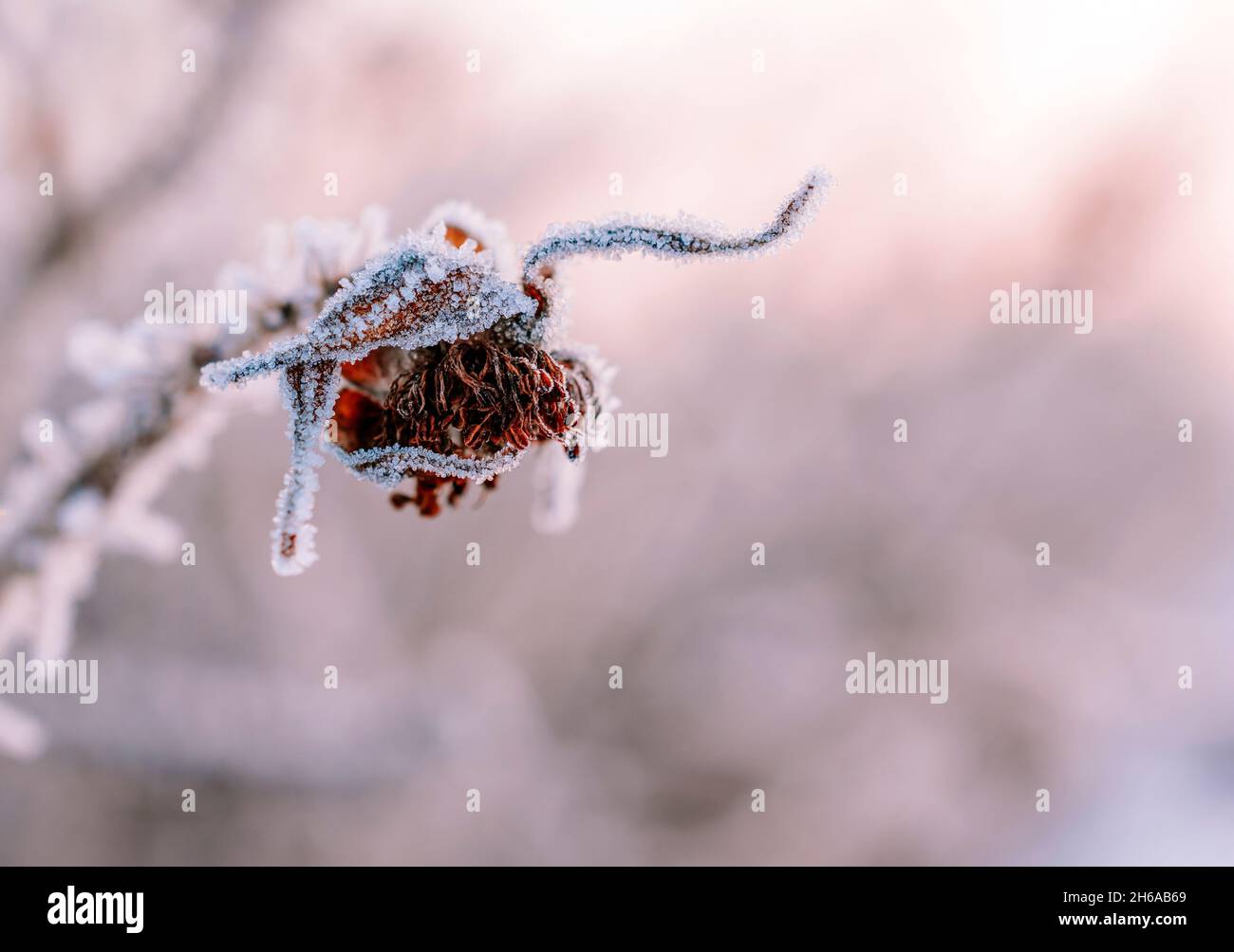 Fleurs congelées dans la nature au début de l'hiver matin. Banque D'Images