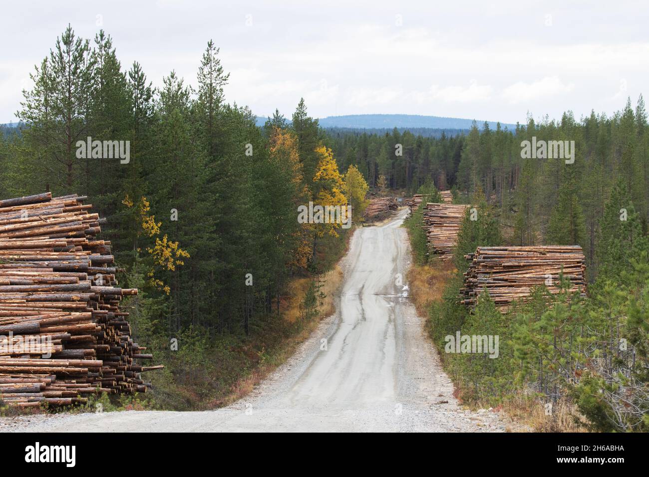 Le bois d'œuvre fraîchement coupé et empilé conifères comme une ressource de matière première pour l'industrie du bois à côté d'une route en Finlande. Banque D'Images