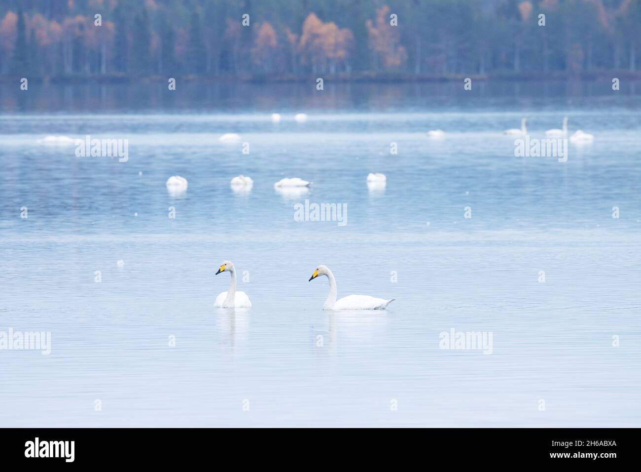 Une paire d'élégants cygnes Whooper, Cygnus cygnus nageant sur un lac calme pendant une migration d'automne. Tourné près de Kuusamo, dans le nord de la Finlande. Banque D'Images