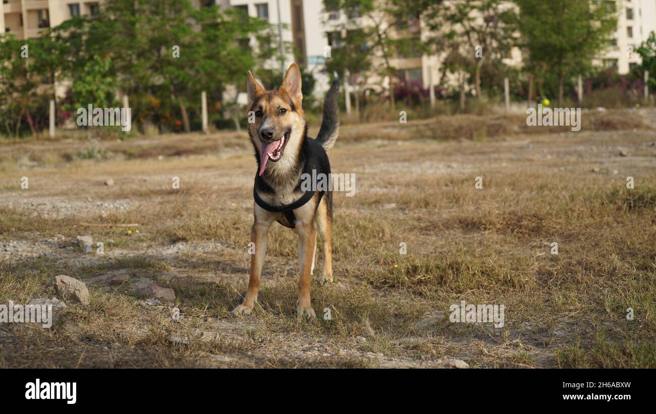 Image de haute qualité : Portrait de chien #chien #chiens Banque D'Images