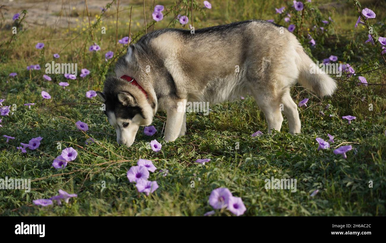 Image de haute qualité : Portrait de chien #chien #chiens Banque D'Images