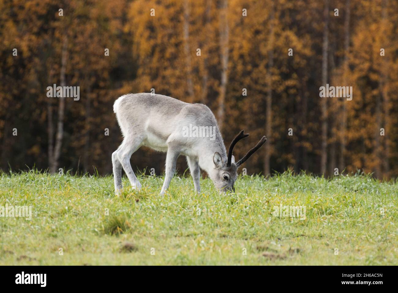 Renne domestique mangeant de l'herbe sur un champ lors d'une journée d'automne près de Kuusamo, dans le nord de la Finlande Banque D'Images