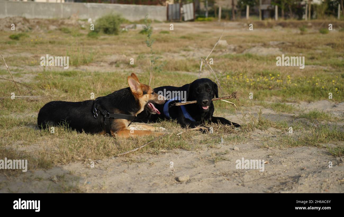 Image de haute qualité : Portrait de chien #chien #chiens Banque D'Images