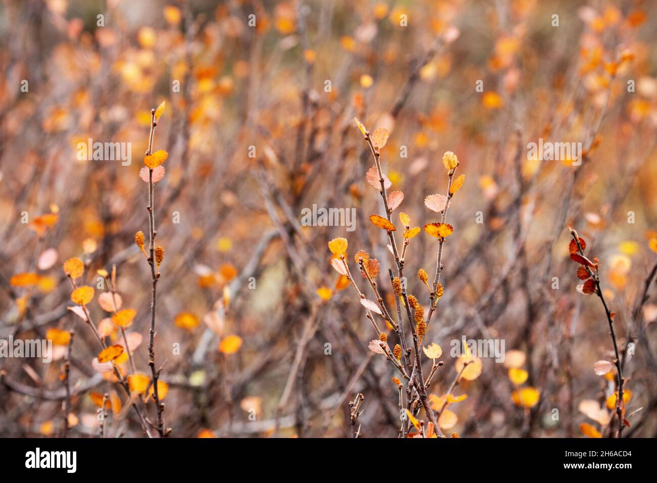Bouleau nain coloré et minuscule, Betula nana laisse pendant le feuillage d'automne dans le nord de la Finlande. Banque D'Images