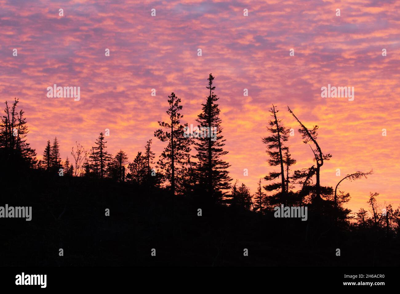 Silhouette d'une forêt de taïga conifères au cours d'un coucher de soleil rose vif automnal dans le nord de la Finlande. Banque D'Images